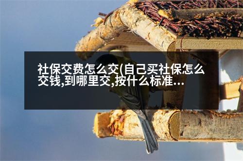社保交費怎么交(自己買社保怎么交錢,到哪里交,按什么標準交)